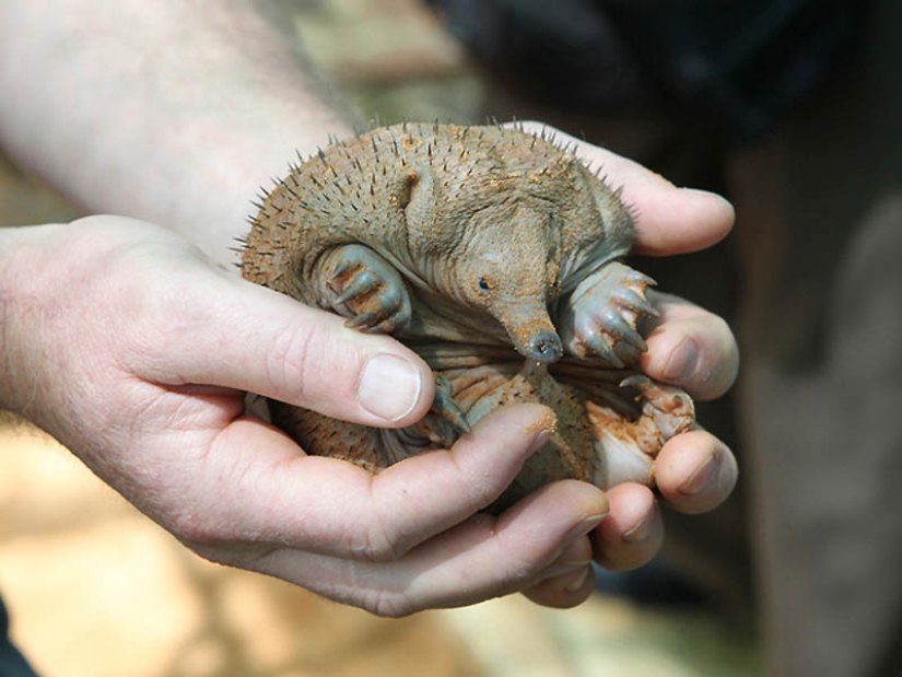 22 types of touching exotic baby animals