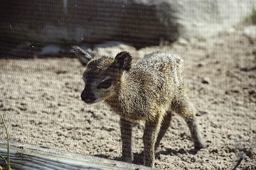 22 types of touching exotic baby animals