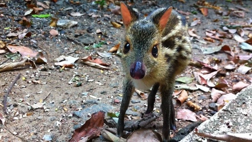 22 types of touching exotic baby animals