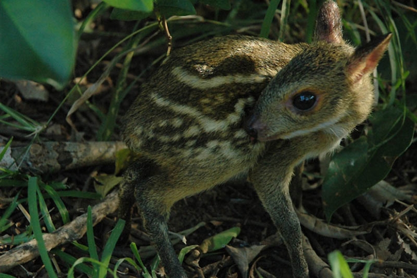 22 types of touching exotic baby animals