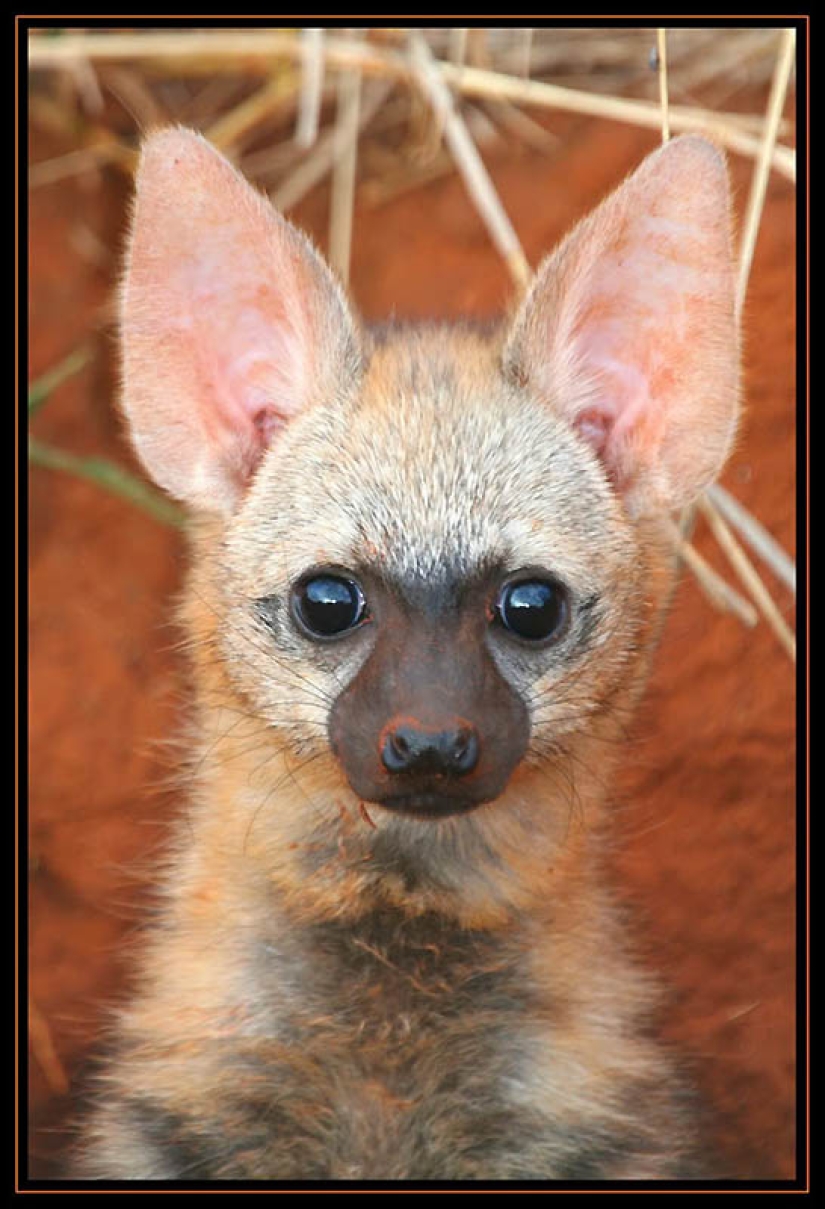 22 types of touching exotic baby animals