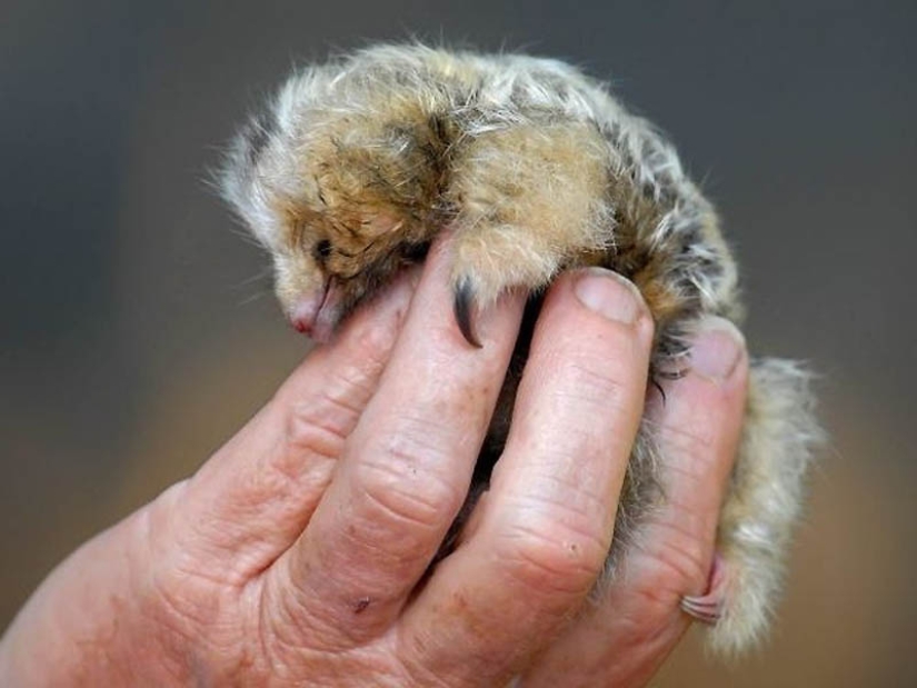 22 types of touching exotic baby animals