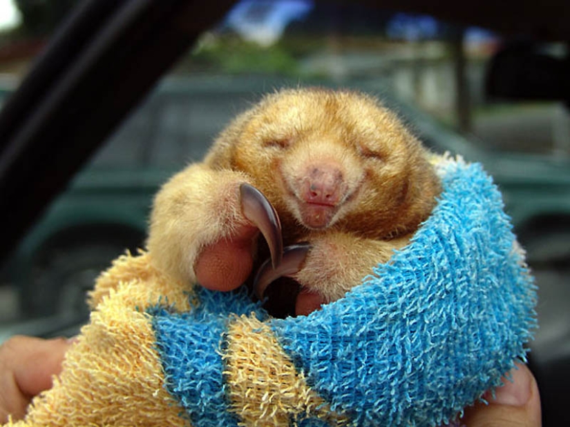 22 types of touching exotic baby animals