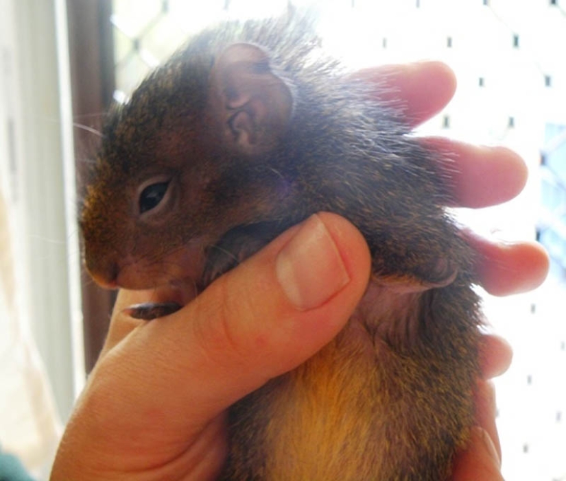 22 types of touching exotic baby animals