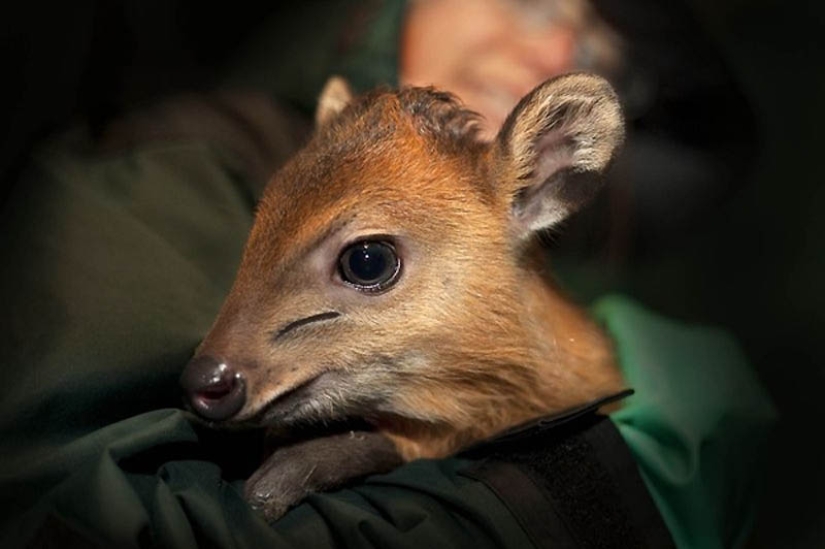 22 types of touching exotic baby animals