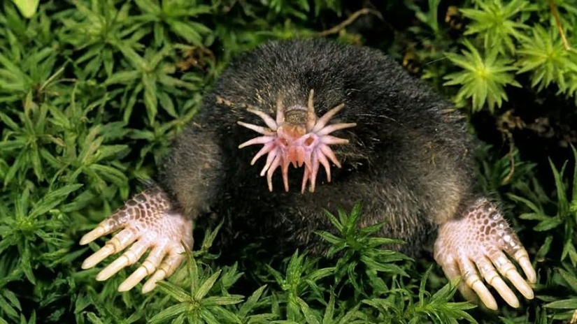 22 Unknown Animals That Will Surprise You With Their Unusualness