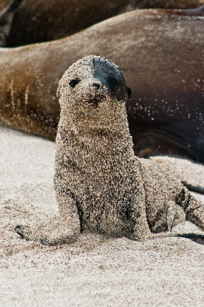 23 de los más divertidos metedura de pata de los animales