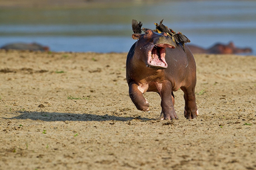 23 de los más divertidos metedura de pata de los animales