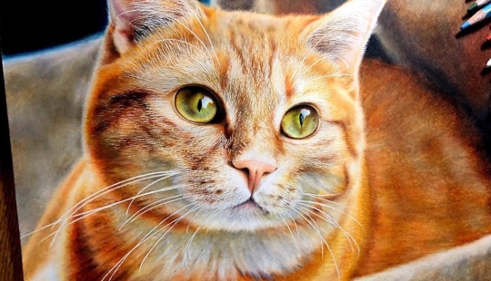 23 dibujos de gatos en el género del hiperrealismo