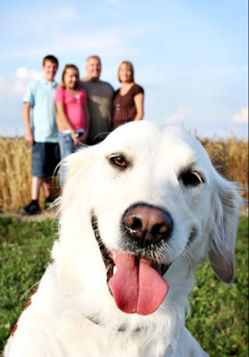 23 dogs who are photobombing geniuses