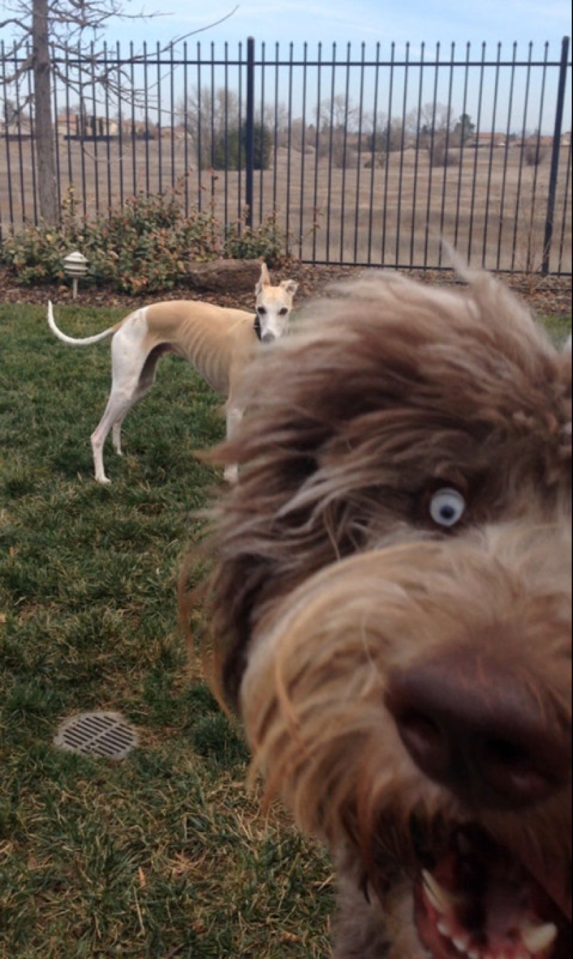 23 dogs who are photobombing geniuses