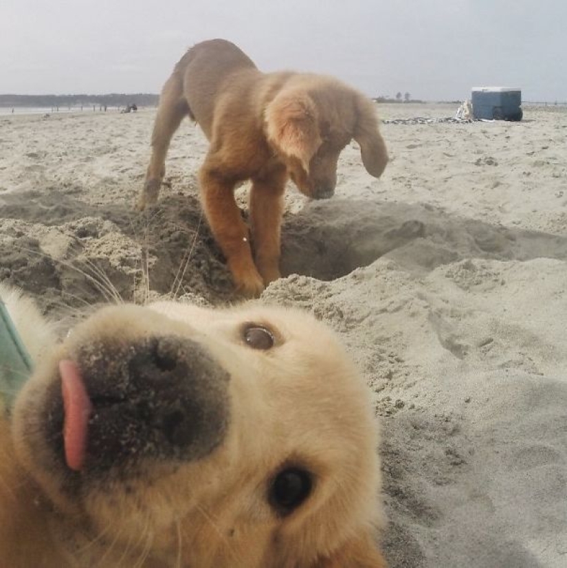 23 dogs who are photobombing geniuses