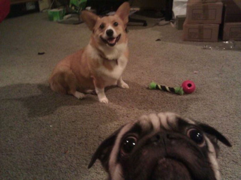 23 dogs who are photobombing geniuses