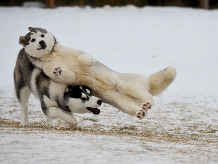 23 dogs who are photobombing geniuses