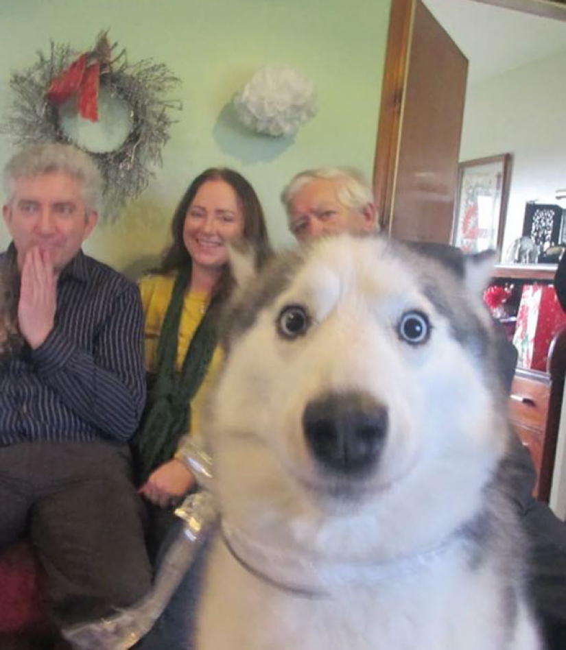 23 dogs who are photobombing geniuses