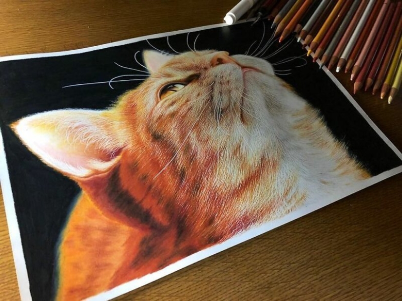 23 drawings of cats in the genre of hyperrealism