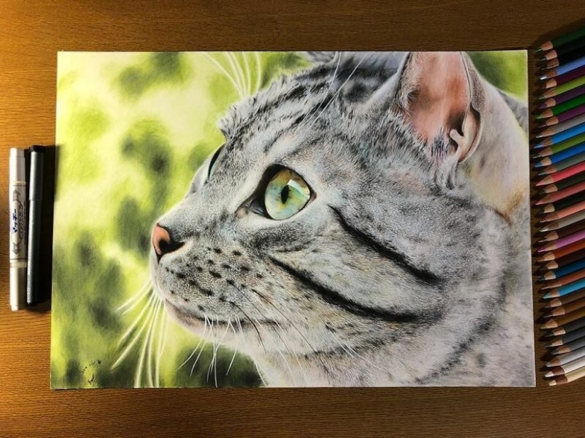 23 drawings of cats in the genre of hyperrealism