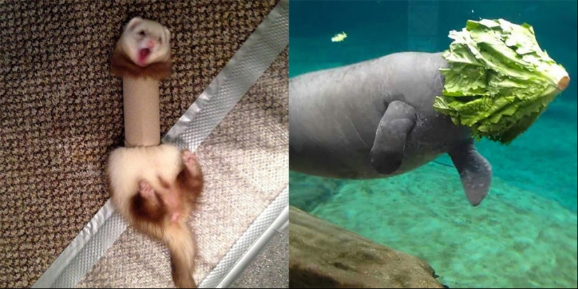 23 of the funniest blunder animals