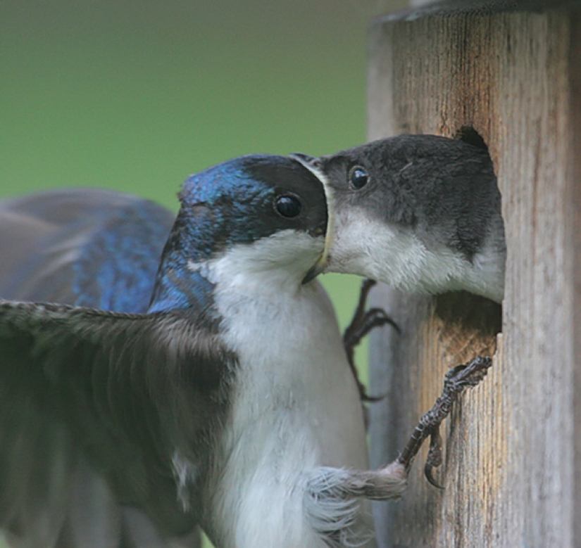 23 of the funniest blunder animals