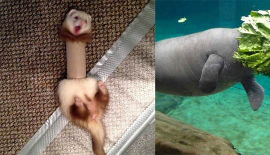 23 of the funniest blunder animals