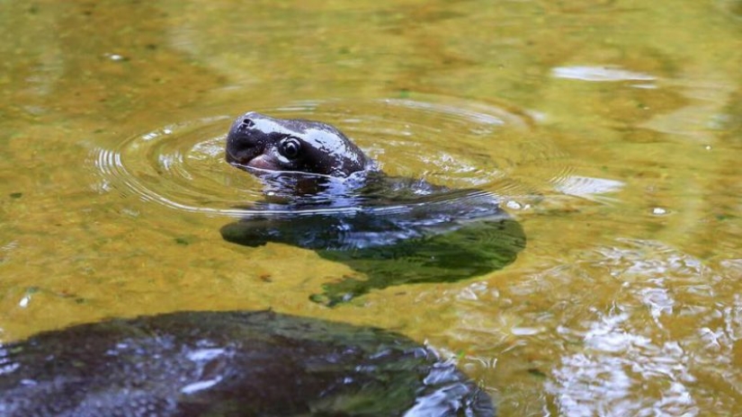 23 photos, after viewing which you will fall in love with hippos forever