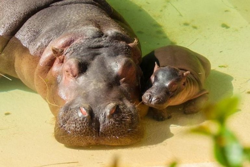 23 photos, after viewing which you will fall in love with hippos forever