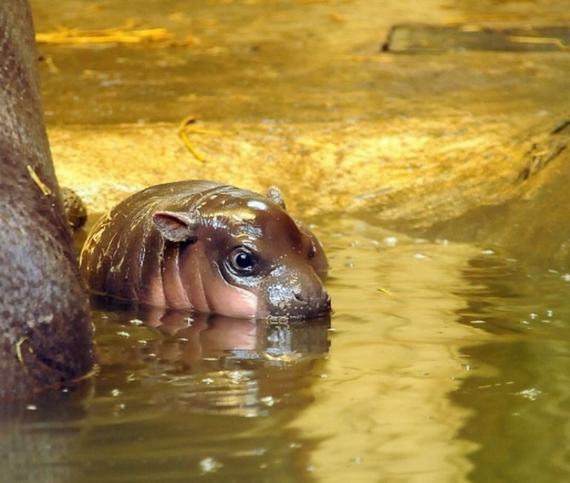 23 photos, after viewing which you will fall in love with hippos forever