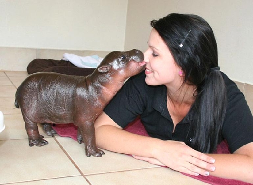 23 photos, after viewing which you will fall in love with hippos forever