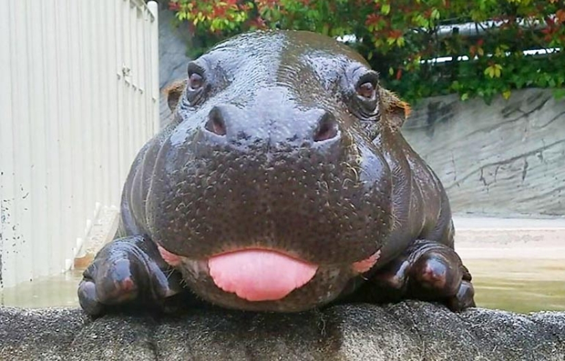 23 photos, after viewing which you will fall in love with hippos forever