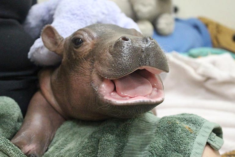 23 photos, after viewing which you will fall in love with hippos forever