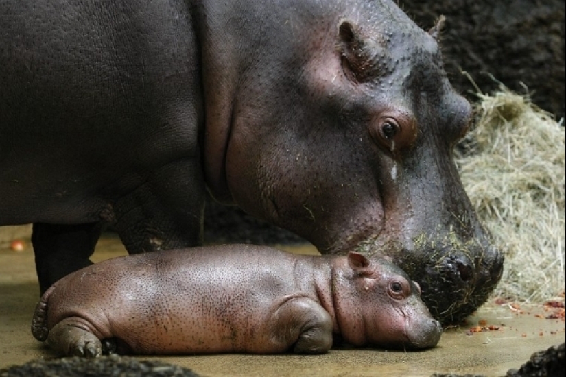 23 photos, after viewing which you will fall in love with hippos forever