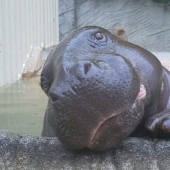 23 photos, after viewing which you will fall in love with hippos forever