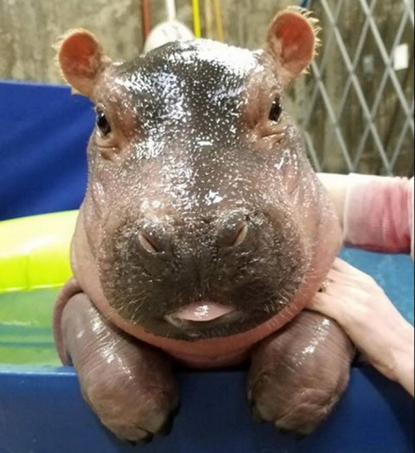 23 photos, after viewing which you will fall in love with hippos forever