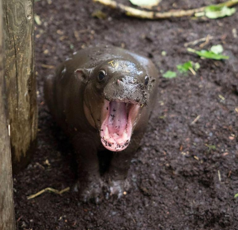 23 photos, after viewing which you will fall in love with hippos forever