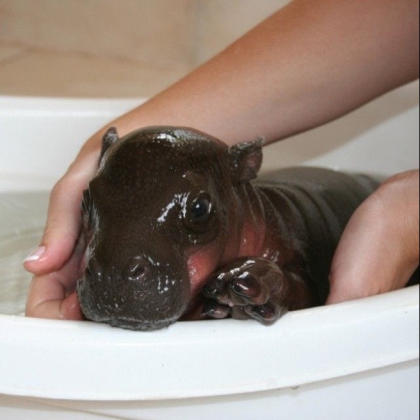 23 photos, after viewing which you will fall in love with hippos forever