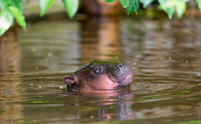 23 photos, after viewing which you will fall in love with hippos forever