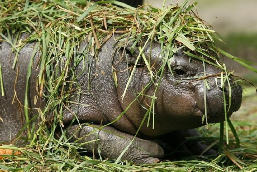 23 photos, after viewing which you will fall in love with hippos forever