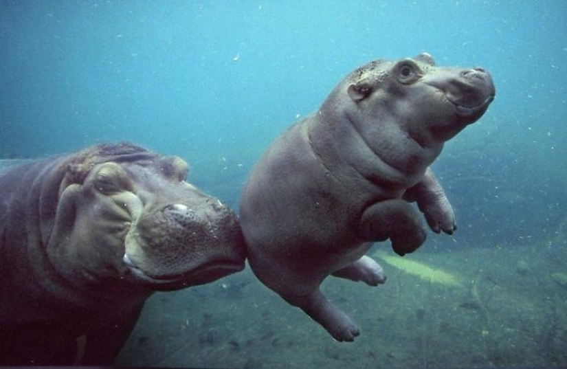 23 photos, after viewing which you will fall in love with hippos forever