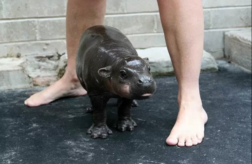 23 photos, after viewing which you will fall in love with hippos forever