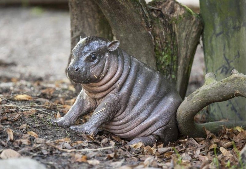 23 photos, after viewing which you will fall in love with hippos forever