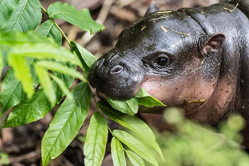 23 photos, after viewing which you will fall in love with hippos forever