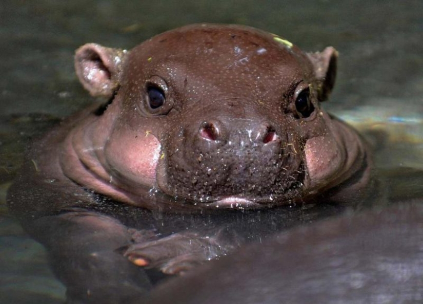 23 photos, after viewing which you will fall in love with hippos forever