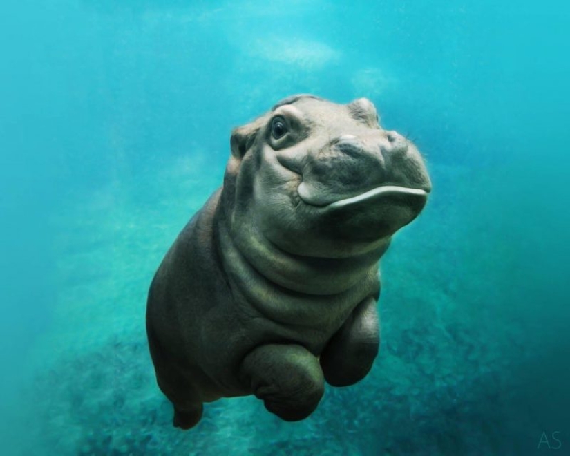 23 photos, after viewing which you will fall in love with hippos forever