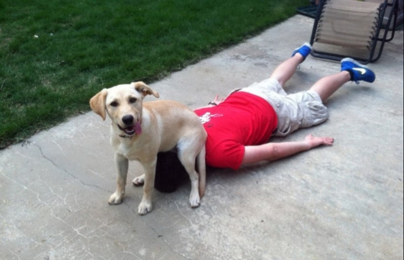 23 photos of pets that literally sat on the owners ' heads