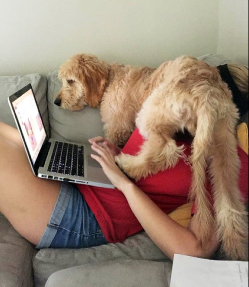 23 photos of pets that literally sat on the owners ' heads