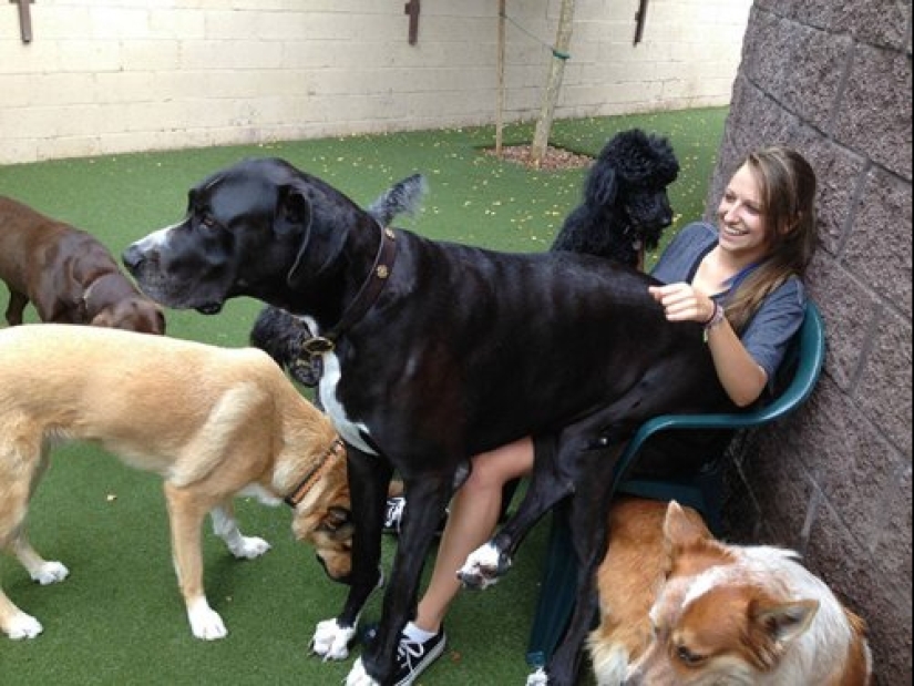 23 photos of pets that literally sat on the owners ' heads