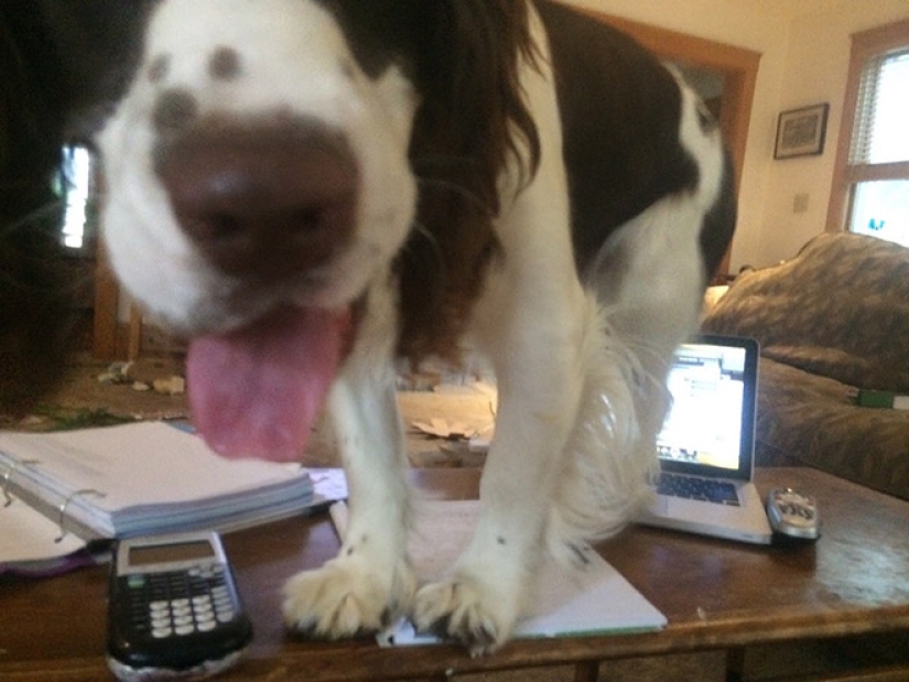 23 photos of pets that literally sat on the owners ' heads