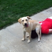 23 photos of pets that literally sat on the owners ' heads