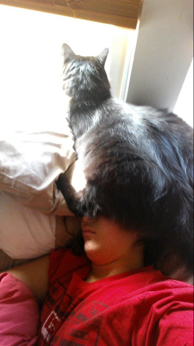 23 photos of pets that literally sat on the owners ' heads