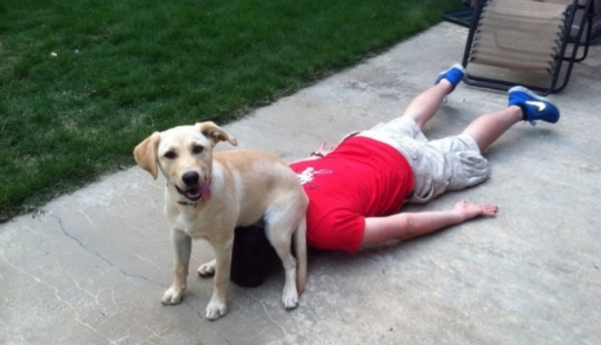 23 photos of pets that literally sat on the owners ' heads